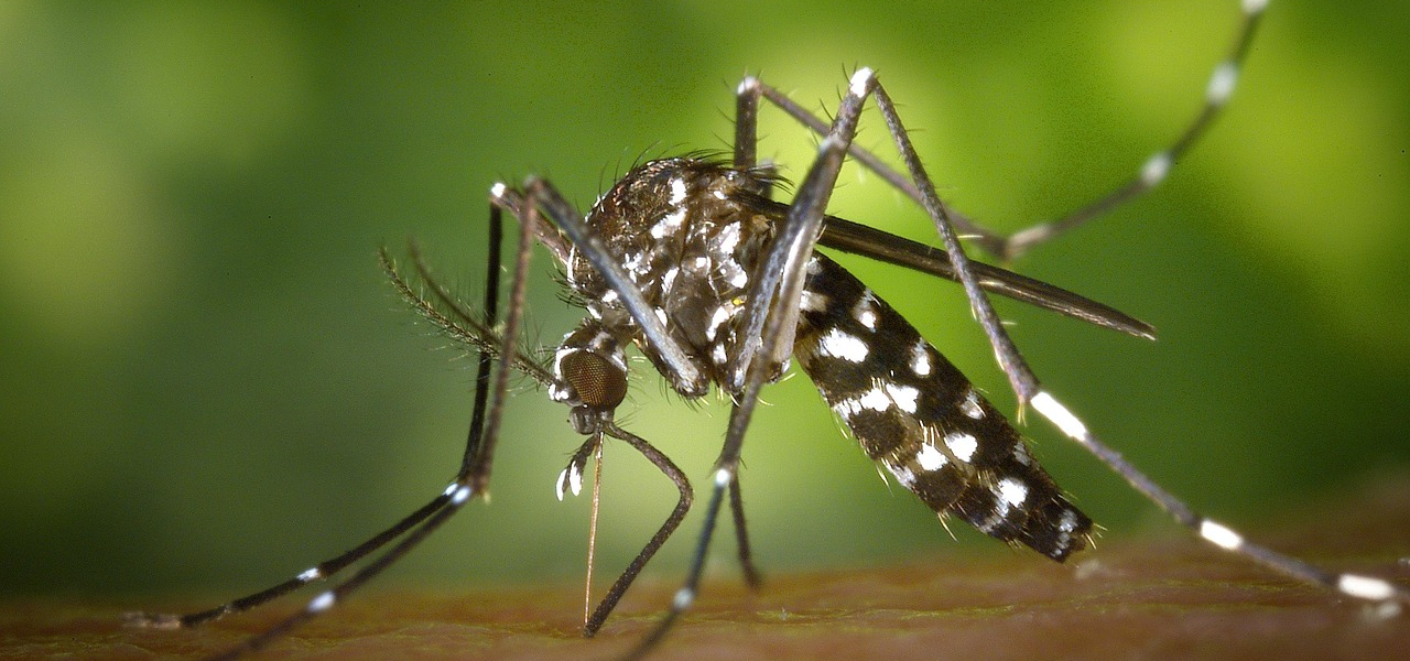 Backyard Mosquito Control: What Actually Works