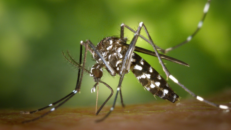 Backyard Mosquito Control: What Actually Works