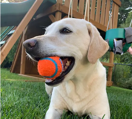 Boomer the dog — the Conway family mascot