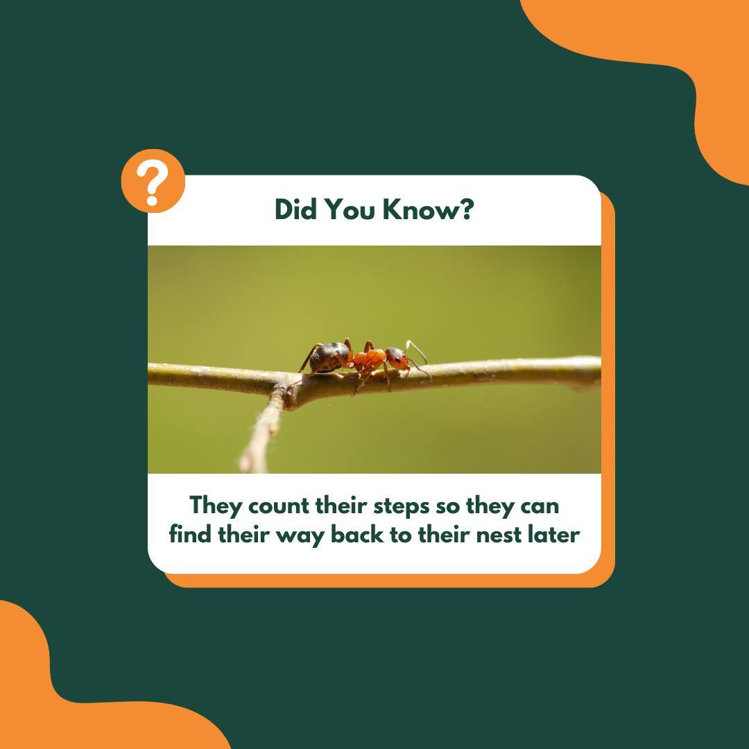 🐜 Ant Fact of the Day! 🌿⁠ ⁠ Did you know that ants are like tiny navigators? 🚶‍♂️ They...